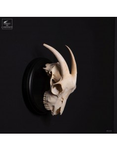 Goat Skull – Naturalized... 2