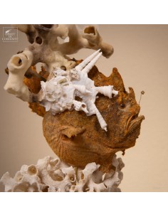 Poisson-grenouille... 2