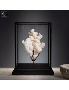CORALLOID ARAGONITE (Portugal)