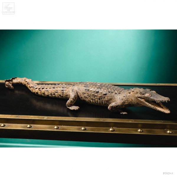 Crocodile du Nil empaillé 66cm