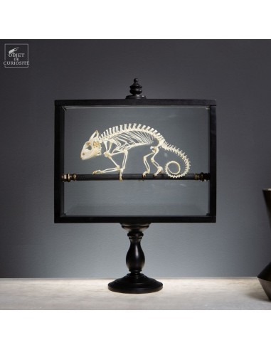 Skeleton of Chameleon FURCIFER PARDALIS
