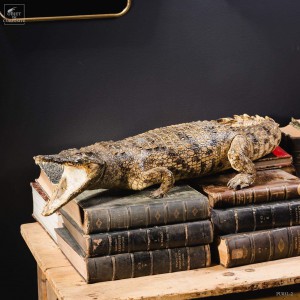 Naturalized crocodile 140cm