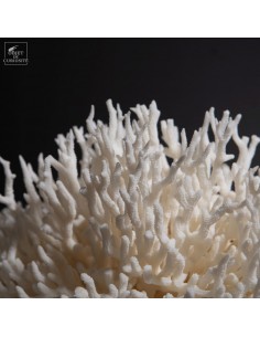 Corail pics nids... 2