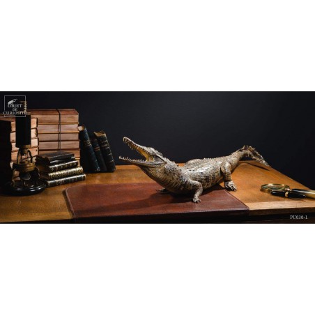 Crocodile du Nil empaillé 88cm