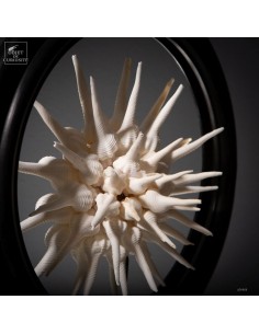 Half sphere of FUSINUS... 2