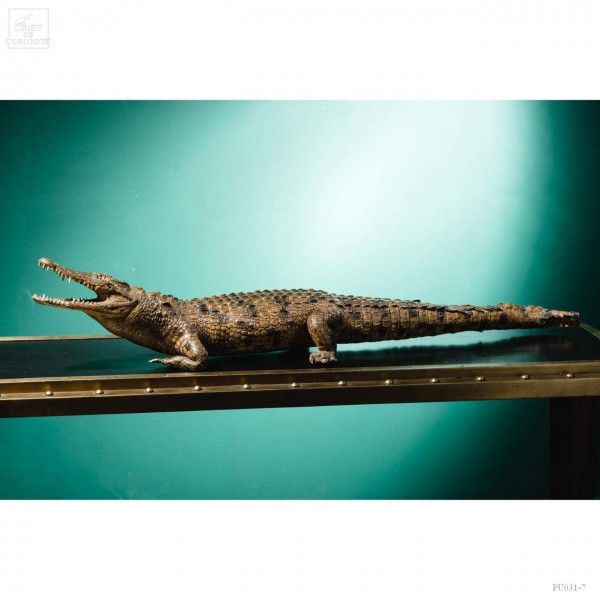 Crocodile du Nil empaillé 125cm.