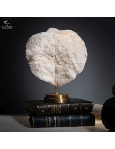 Corail blanc Bowl  HALOMITRA...