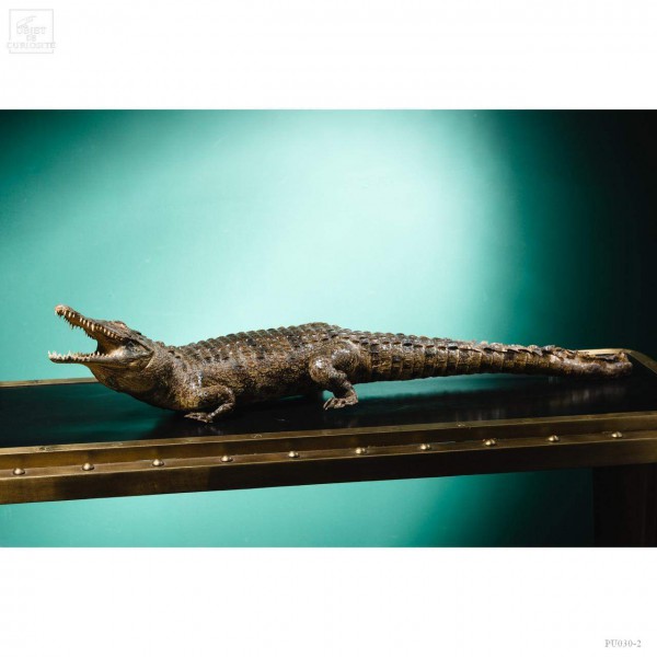 Crocodile du Nil empaillé 87cm
