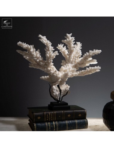 White coral - ACROPORA NOBILIS