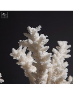 Corail blanc staghorn -... 2