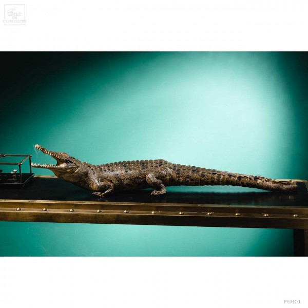 Stuffed crocodile around 100cm