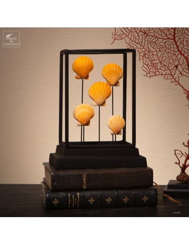 Collection of orange pectens...