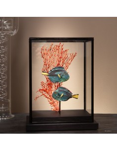 Duo de poissons-anges...