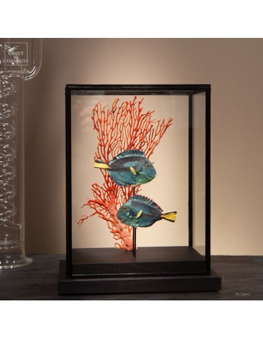 Duo de poissons-anges annulaire...