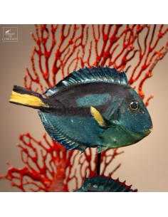 Duo de poissons-anges... 2