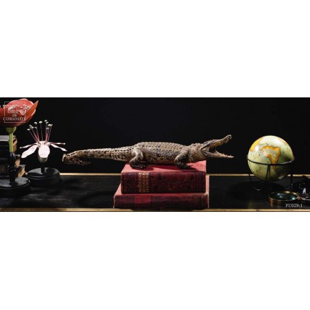 Stuffed crocodile 60cm
