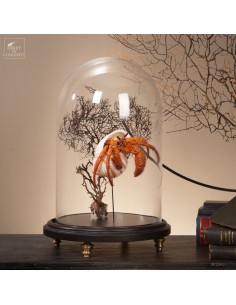 Giant hermit crab (DARDANUS...
