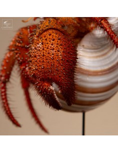 Giant hermit crab (DARDANUS... 2