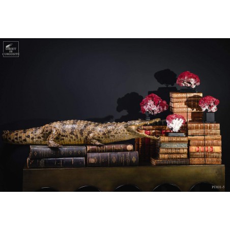 Taxidermy of a 145cm crocodile.