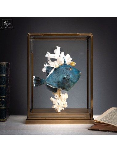 Poisson MELICHTHYS NIGER (Baliste de...