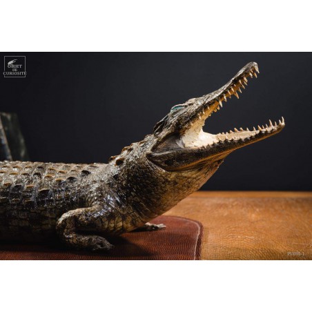 Crocodile du Nil empaillé 88cm