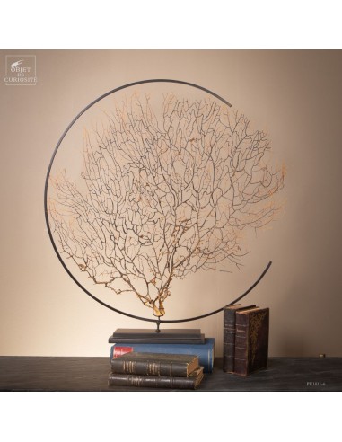 Gorgone noire à épines dans un cercle...