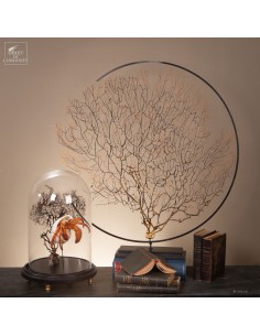 Black spiny sea fan in... 2