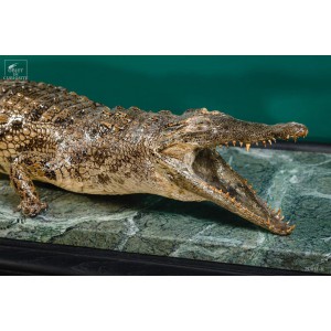 Naturalized crocodile 130cm 2