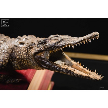 Stuffed crocodile 60cm
