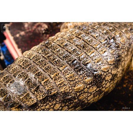 Naturalized crocodile 140cm