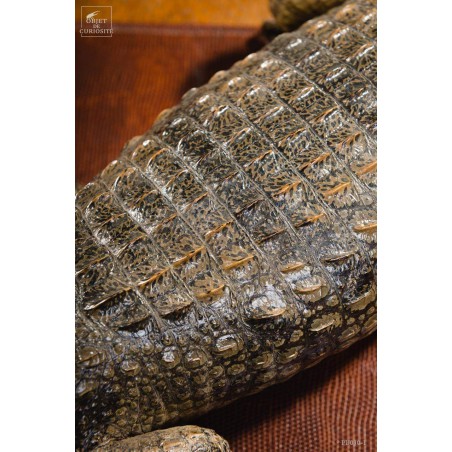 Crocodile du Nil empaillé 88cm