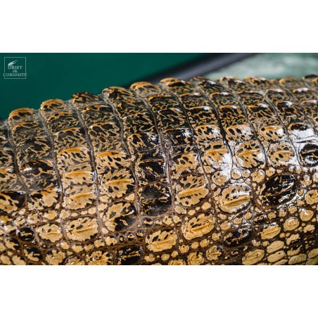 Naturalized crocodile 130cm