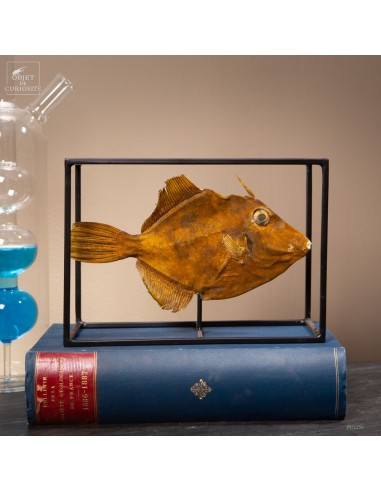 Brown filefish (STEPHANOLEPIS HISPIDUS)