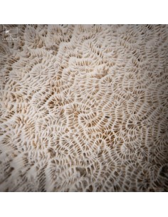 plate in Fossilized Galaxea... 2