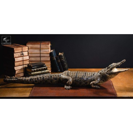 Crocodile du Nil empaillé 88cm