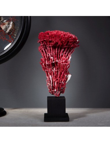 Red coral TUBIPORA MUSICA