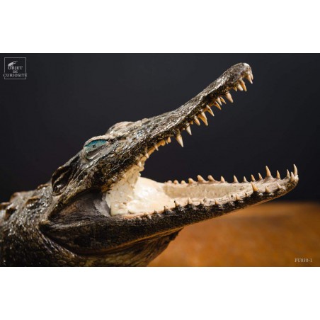 Crocodile du Nil empaillé 88cm