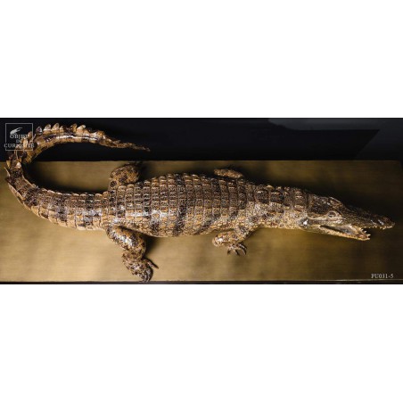 Taxidermy of a 145cm crocodile.