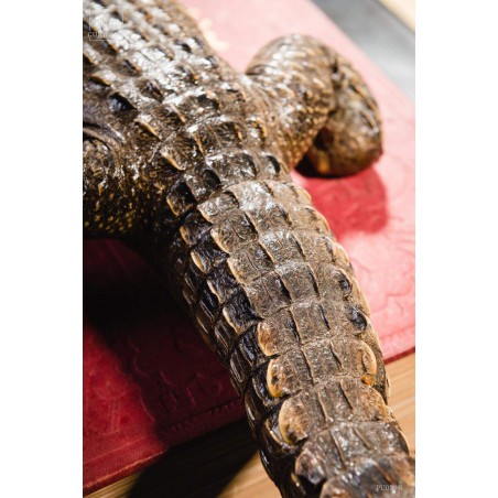 Stuffed crocodile 60cm