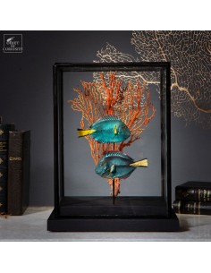 Duo de poissons-anges...