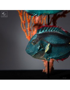 Duo de poissons-anges... 2