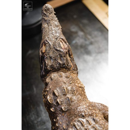Stuffed crocodile 60cm