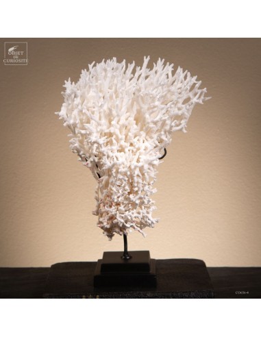 Corail pics nids SERIATOPORA HYSTRIX