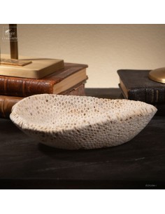 Fossilized Galaxea coral on...