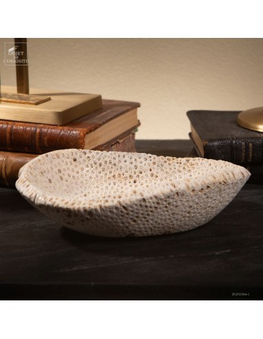 Fossilized Galaxea coral on spinning...