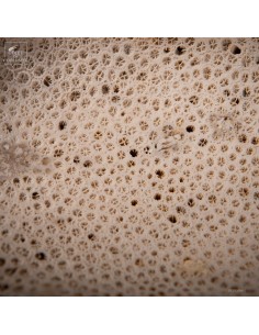 Fossilized Galaxea coral on... 2