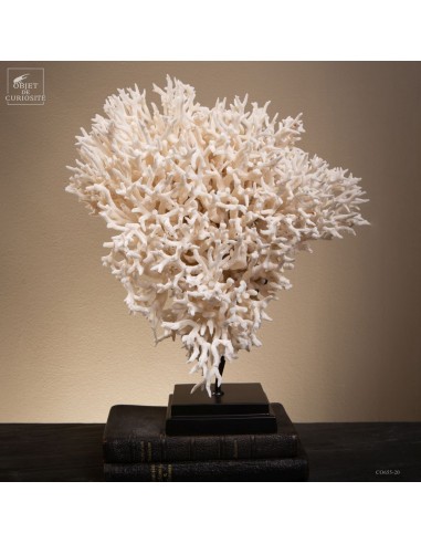 Corail pics nids SERIATOPORA HYSTRIX
