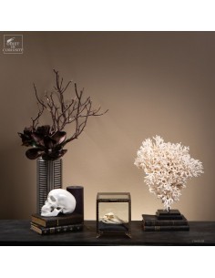 Corail pics nids... 2