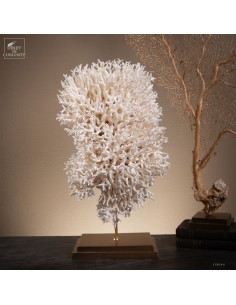 Corail pics nids...