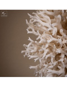 Corail pics nids... 2